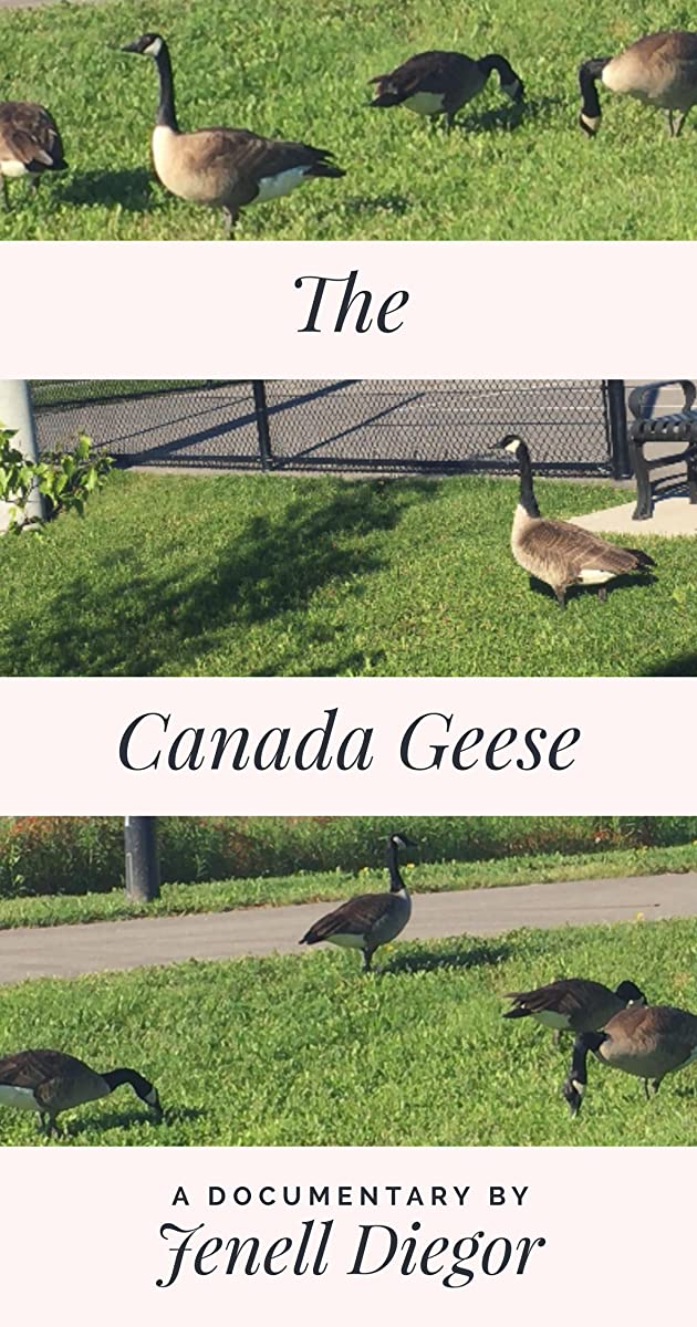 دانلود فیلم The Canada Geese